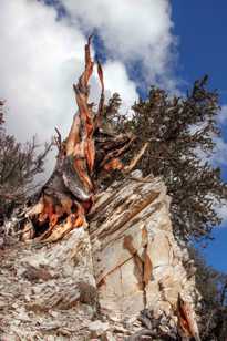 Bristlecone Pine-9121